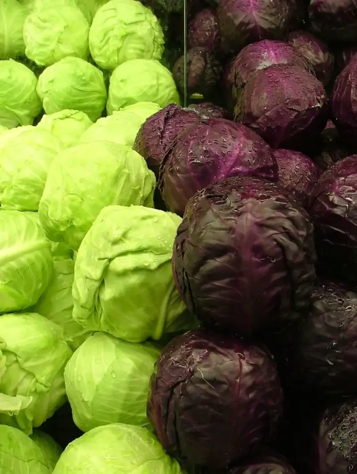 Red and green cabbages